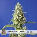Gorilla Girl XL Auto (Sweet Seeds) Feminisoidut