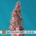 Red Pure Auto CBD (Sweet Seeds) Feminisoidut
