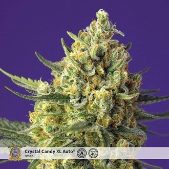 Crystal Candy XL Auto (Sweet Seeds) Feminisoidut
