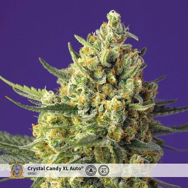 Crystal Candy XL Auto (Sweet Seeds) Feminisoidut