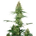 Silver Fire (Sensi Seeds) Feminisoidut