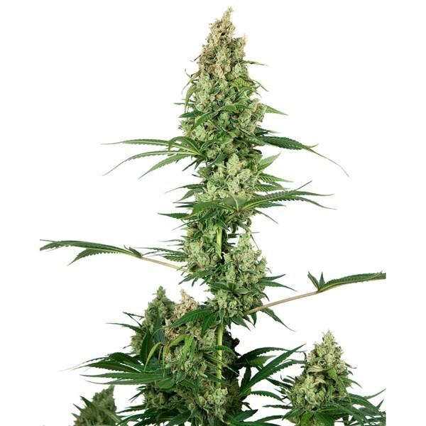 Silver Fire (Sensi Seeds) Feminisoidut