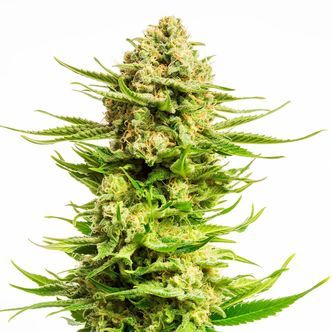 Indica Cream (Kannabia) feminisoidut kannabiksen siemenet