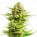 Indica Cream (Kannabia) Feminisoidut