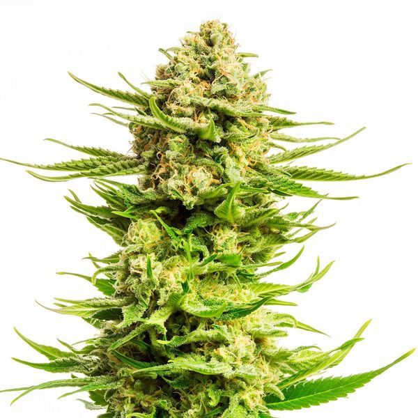 Indica Cream (Kannabia) Feminisoidut