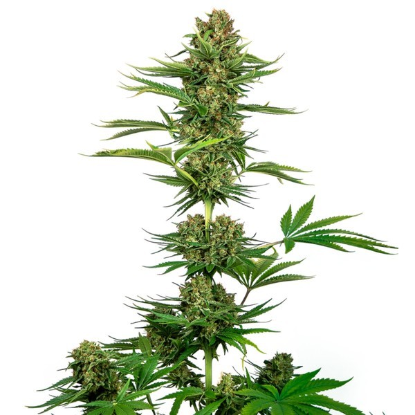 Satin Black Domina CBD (Sensi Seeds) Feminisoidut