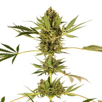 Himalayan CBD (Sensi Seeds) feminisoidut