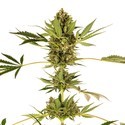 Himalayan CBD (Sensi Seeds) Feminisoidut