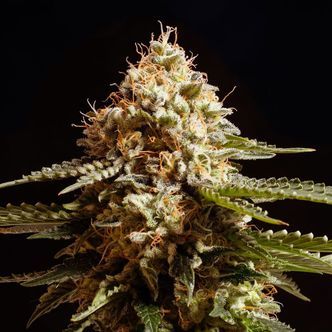 La Blanca (Kannabia) feminisoidut kannabiksen siemenet
