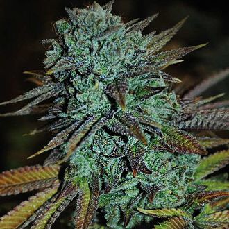 Expert Gorilla (Expert Seeds) Feminisoidut