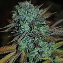 Expert Gorilla (Expert Seeds) Feminisoidut