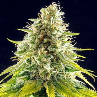 Matar&oacute; Blue (Kannabia) Feminisoidut