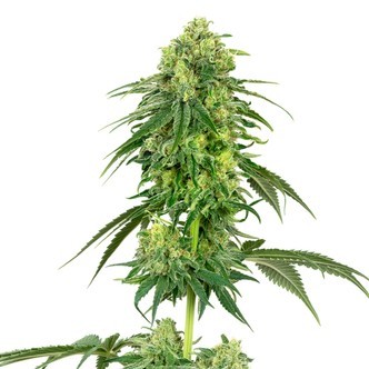 Strawberry Kush (White Label) feminisoidut kannabiksen siemenet