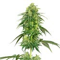 Strawberry Kush (White Label) Feminisoidut