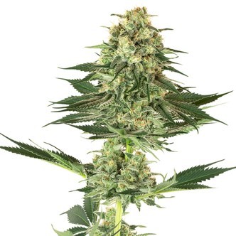 Banana Kush (White Label) feminisoidut kannabiksen siemenet