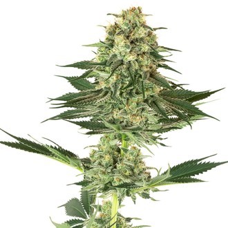 Banana Kush (White Label) Feminisoidut