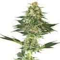 Banana Kush (White Label) Feminisoidut