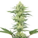 White Gorilla Haze (White Label) Feminisoidut