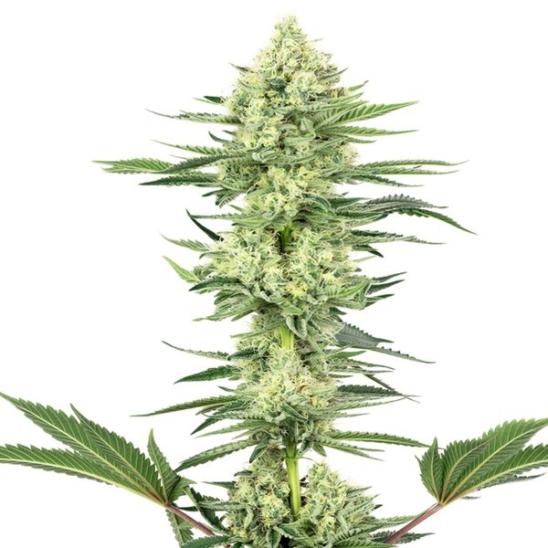 White Gorilla Haze (White Label) Feminisoidut