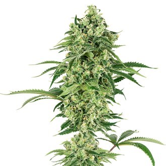 Double Banana Kush (White Label) Feminisoidut