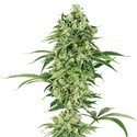 Double Banana Kush (White Label) Feminisoidut