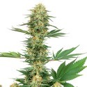 Gelato 420 (White Label) Feminisoidut