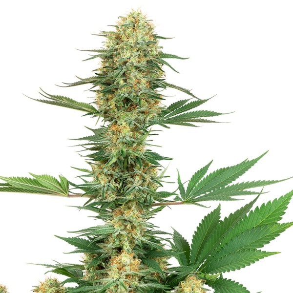 Gelato 420 (White Label) Feminisoidut