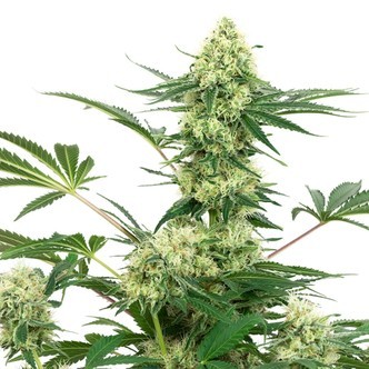Wedding Cheesecake (White Label) feminisoidut