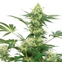 Wedding Cheesecake (White Label) Feminisoidut
