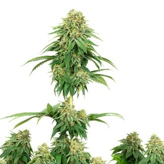 Girl Scout Cookies (White Label) Feminisoidut