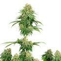 Girl Scout Cookies (White Label) Feminisoidut