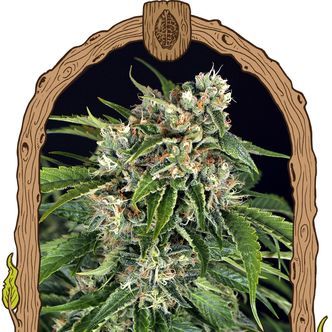 Sir Jack Auto Pure CBD (Exotic Seed) feminisoitu
