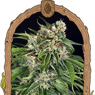 Sir Jack Auto Pure CBD (Exotic Seed) Feminisoidut