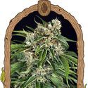 Sir Jack Auto Pure CBD (Exotic Seed) Feminisoidut