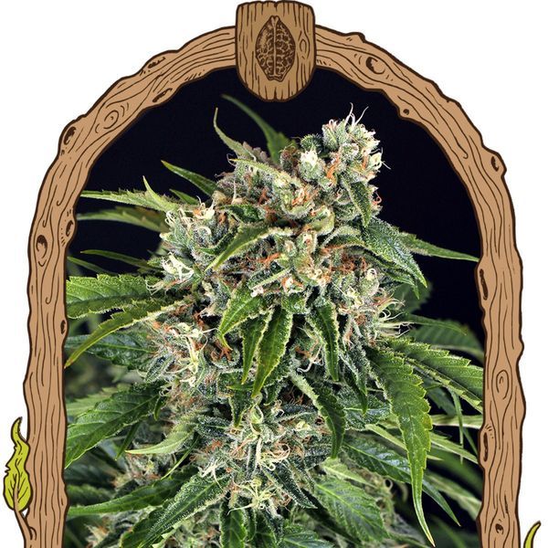 Sir Jack Auto Pure CBD (Exotic Seed) Feminisoidut