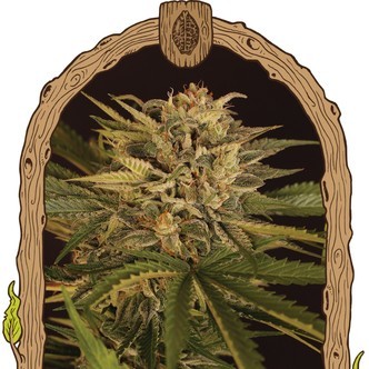 Doctor Greenman Pure CBD (Exotic Seed) feminisoidut kannabiksen siemenet