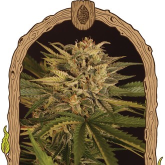 Doctor Greenman Pure CBD (Exotic Seed) Feminisoidut