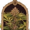 Strawberry Cola Auto (Exotic Seed) Feminisoidut