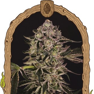 Quick Sherbet (Exotic Seed) feminisoidut