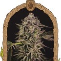Quick Sherbet (Exotic Seed) Feminisoidut