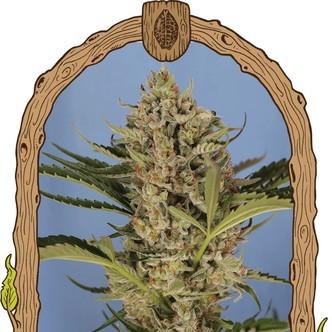 Herz OG Auto (Exotic Seed) feminisoidut