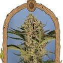 Herz OG Auto (Exotic Seed) Feminisoidut
