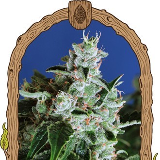 Purple Shot (Exotic Seed) Feminisoidut