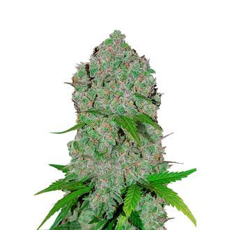 Orange Sherbet Auto (FastBuds) Feminisoidut