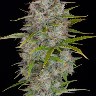 Orange Sherbet Auto (FastBuds) Feminisoidut