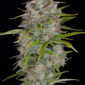 Orange Sherbet Auto (FastBuds) Feminisoidut