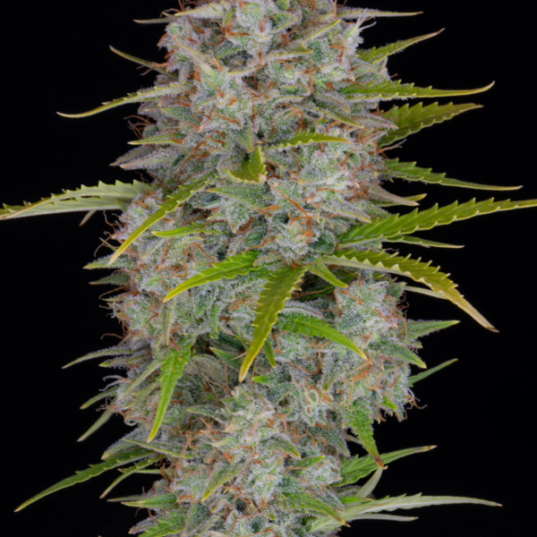 Orange Sherbet Auto (FastBuds) Feminisoidut