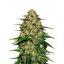 Wedding Cheesecake Auto (FastBuds) Feminisoidut