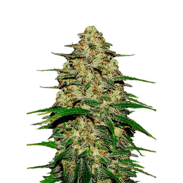 Wedding Cheesecake Auto (FastBuds) Feminisoidut