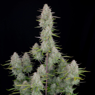Wedding Cheesecake Auto (FastBuds) Feminisoidut